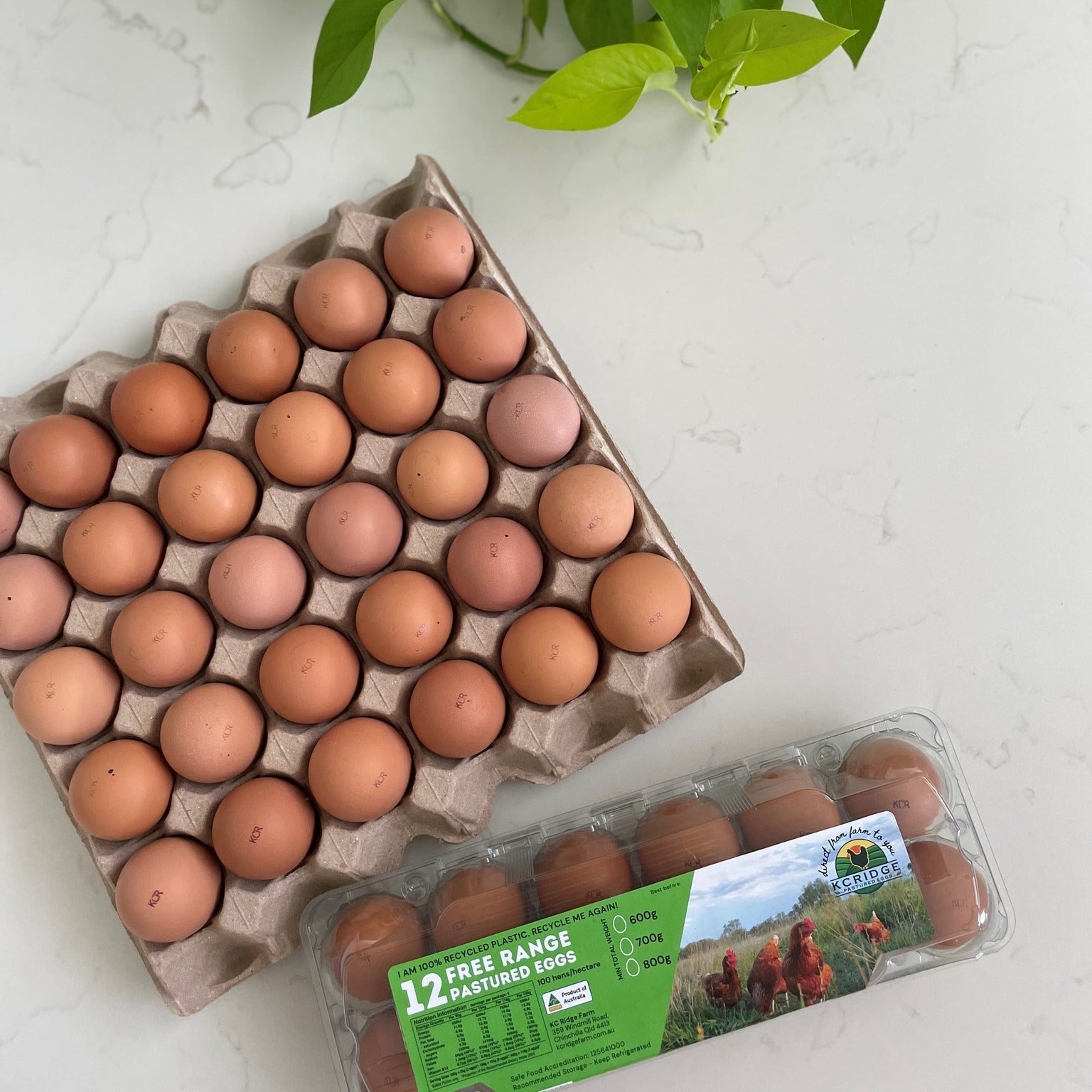 85 x 30 Pocket Pulp Egg Catering Trays * Does not contain eggs