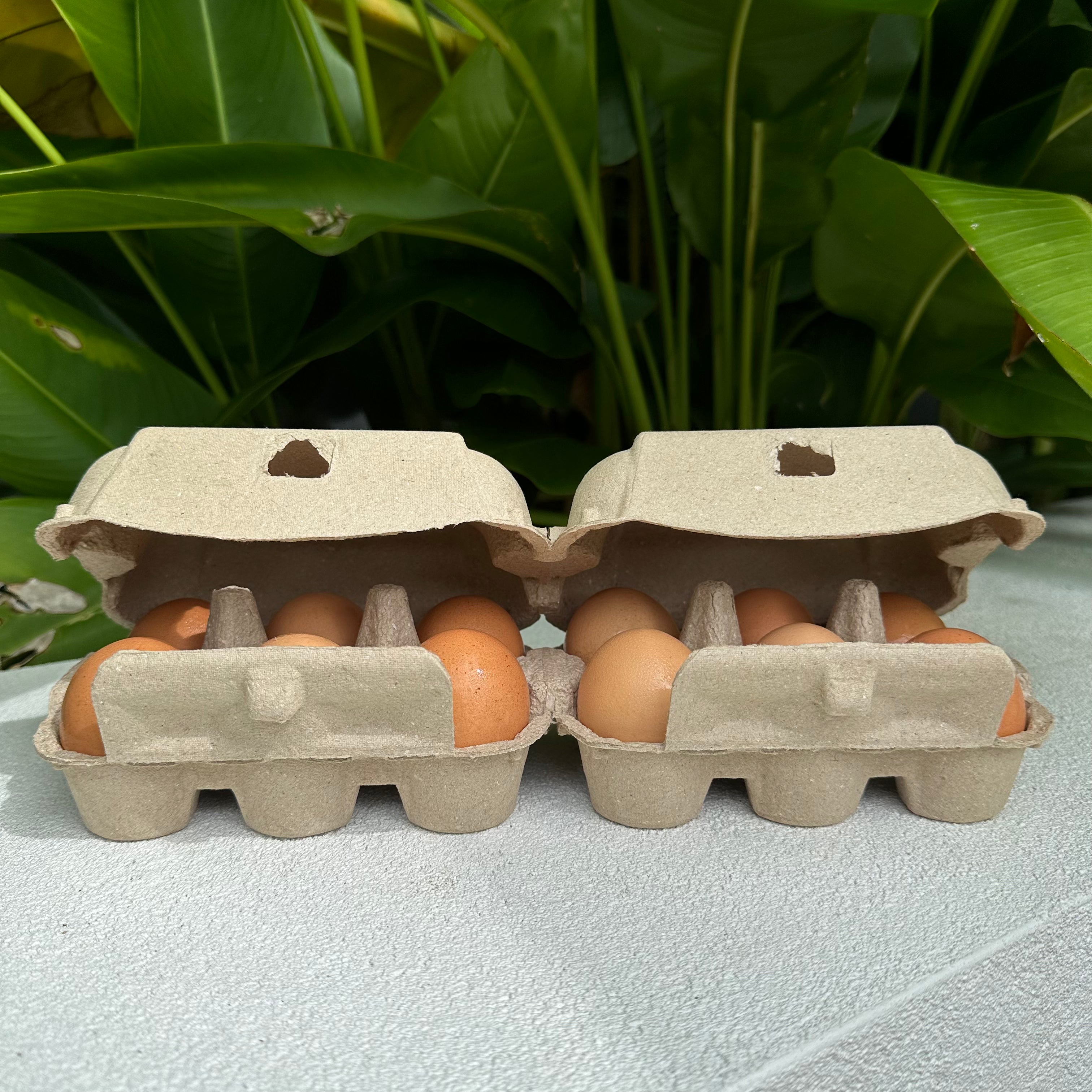 180 x 2x6 Egg Standard Pulp Cartons - Unlabelled