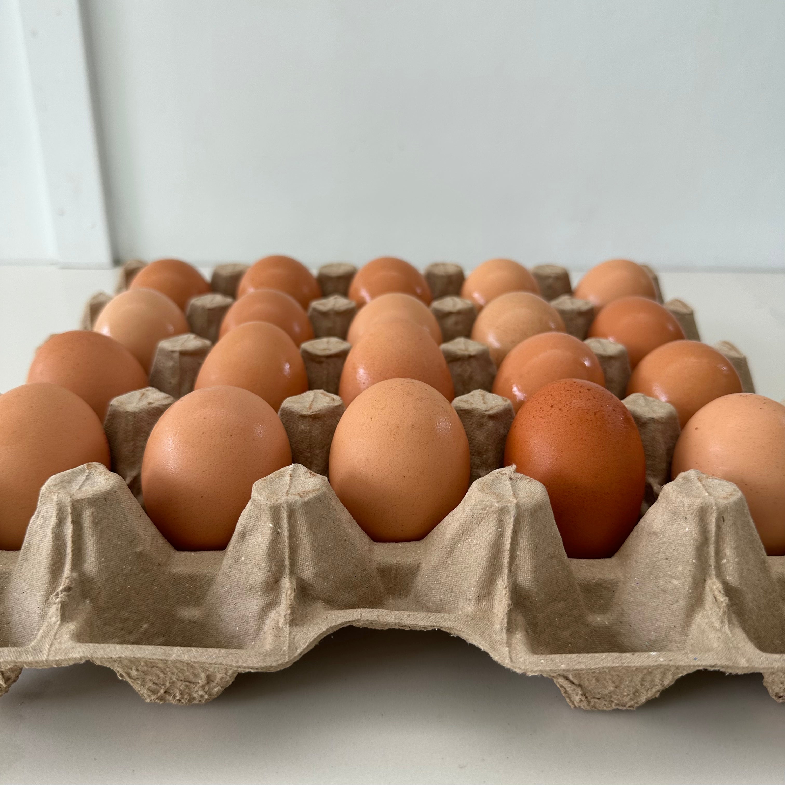 110 x 20 pocket Jumbo Pulp Egg Catering Trays